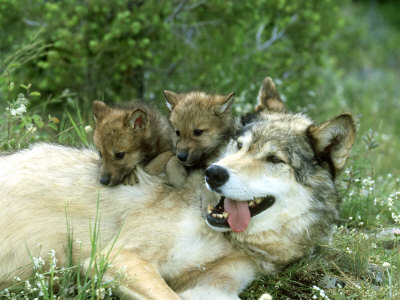 orígenes de los lobos